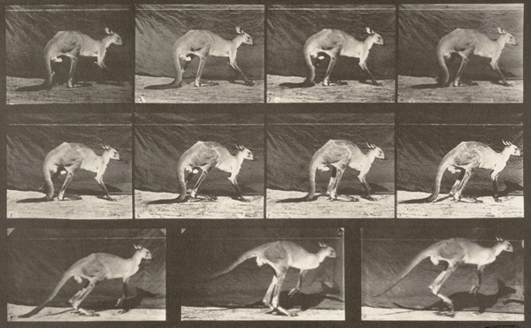 Kangaroo Walking on All Fours, Changing to Jumping (1887)